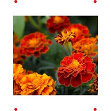 MarkEntegra Ufak Kafalı Kadife Karışık Renk Tohumları - 200 Adet