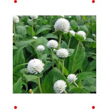 MarkEntegra Beyaz Medine Düğmesi Çiçek Tohumu (50 Adet)