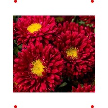 MarkEntegra Uzun Boylu Kesimlik Kırmızı Kasımpatı Tohumu (5 Adet)