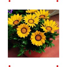 MarkEntegra Sarı Gazanya Çiçek Tohumu (10 Adet)