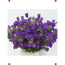 MarkEntegra Ni Ş Çan Çiçeği Tohumu Renk - 5 Adet