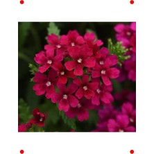 MarkEntegra Sarkan Bordo Ne Çiçeği Tohumu (10 Adet)