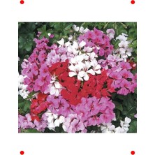 MarkEntegra Karışık Renk Sakız Sardunya Tohumu (5 Adet)