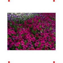 MarkEntegra Eflatun Renkli Petunya Tohumu - 20 Adet