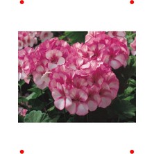 MarkEntegra Lekeli Pembe Sardunya Tohumu - 10 Adet