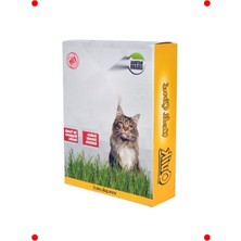 MarkEntegra Gerçek Topraklı Kedi Çimi - Sindirime Yardımcı Doğal Ot