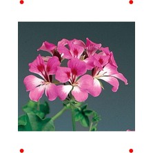 MarkEntegra Kırmızı Beyaz Sakız Sardunya Tohumu (3 Adet)