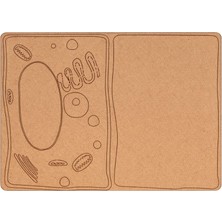 Eding Bitki Hücresi Ahşap Eğitim Modeli Mdf | Fen Bilimleri  Okul ve Stem Fen  Bilgisi  Seti Boyanabilir