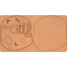 Eding Hayvan Hücresi Ahşap Eğitim Modeli Mdf | Fen Bilimlerideney Okul  Stem Fen  Bilgisi Seti Boyanabilir