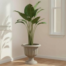 Bliss Nergis Saksı 9,8 Lt Mocha Dekoratif Plastik Saksı