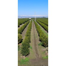 Tarmoni 🍊 Çukurova Dalından Taze Mandalina 1982'DEN Gelen Narenciye Tecrübesi. W.murcott Mandalina