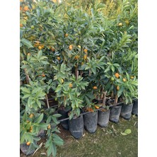 Tarmoni 🍊canlı Meyveli Aşılı Nagami Kumkuat (Kumquat) (Fortunella Margarita) Fidanı 🍊