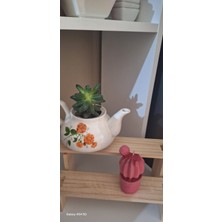 Kaktüs Mum Co