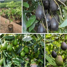 Taber Aşılı Lamb Hass Avokado Fidanı - 2 Yaş Sertifikalı - Iri Meyveli Saksıya Uygun (50-70 Cm)