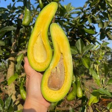 Taber Dev Uzun Avokado Fidanı (Long Neck) - 2 Yaş Aşılı Sertifikalı - Gurme Çeşit Saksıya Uygun (50-70 Cm)
