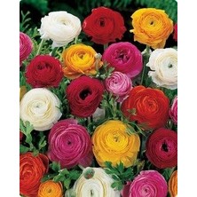 CSY 6 Adet Şakayık Çiçeği Yumrusu..karışık Renkler.yeni Mahsul . 6 Renk Karışık .yoğun Kokulu..