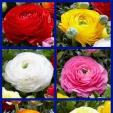 CSY 6 Adet Şakayık Çiçeği Yumrusu..karışık Renkler.yeni Mahsul . 6 Renk Karışık .yoğun Kokulu...