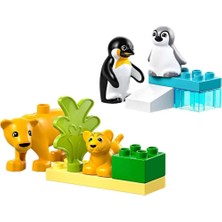 Kasabası Vahşi Hayvan Aileleri: Penguenler ve Aslanlar 10442