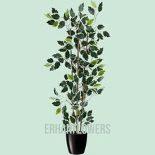 Erhan Flowers 110 cm Bambu Gövdeli Beyaz Benjamin Ficus Ağacı