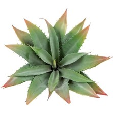 Storemax Yapay Kaktüs Sukulent Yeşil 30 cm