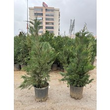 Karabağ Fidancılık 150-170 cm Leylandi Duvar Çamı Formlu %100 Canlı Teslimat