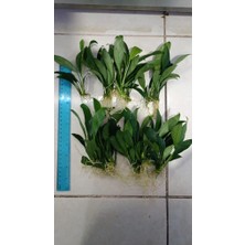 NetX Bitki L016 Anubias Congensis 5-6 Yapraklı Kök Canlı Bitki