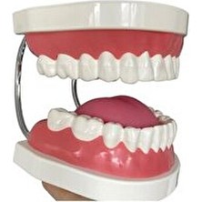 Dilli Dişli Ağız Maketi