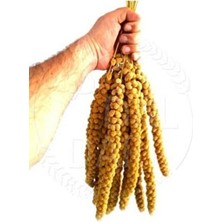 Vivid Sarı Dal Darı 1 kg Taze Yeni Mahsul