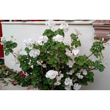 Hobi Katmerli Top Sardunya