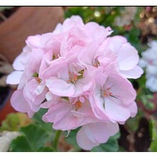 Hobi Katmerli Top Sardunya