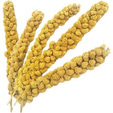 Pazarcan Vitaking Kuşlar Için Doğal Sarı Dal Darı 100 gr