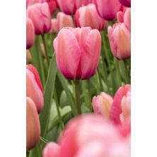 Doğaşık Pembe Lale Soğanı " Van Eijk" 5 Adet