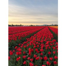 Doğaşık Kırmızı Lale Soğanı "ıle De France" 5 Adet