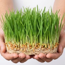 Canlı Saksı'ya Özel Buğday Tohumu - (50G Tohum+ 15G Agar Agar)