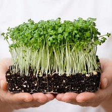 Canlı Saksı'ya Özel Tere Tohumlar - 2'li Paket