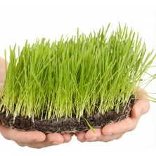 Canlı Saksı'ya Özel Çim Tohumu - (30G Tohum+ 15G Agar Agar)