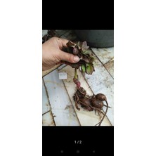 CSY 12 Adet Şakayık Çiçeği Soğanı Yumrusu 6 Renk Karışık Yumru Boyu 10 Cm.yeni Mahsul.. Çimlenme Garantilidir..