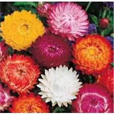 Karahasanoğlu Tarım Yerli Kağıt Çiçeği Tohumu 20 Adet Tohum