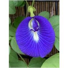 Karokstore Butterfly Pea Mavi Kelebek Sarmaşığı