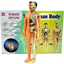 Karokstore Oyuncak Insan Vücudu ve Iskelet Sistemi Modeli