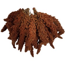 Ankara Yem Evi Tilki Kuyruğu Kızıl Dal Darı 1 Kilo