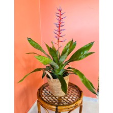 Greenvila Aechmea Bromeliad (Açmaya-Eşmeya)– Mor Çiçekli Salon Bitkisi