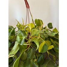 Sarmaşık- Kalp Yapraklı Salon Sarmaşığı Alacalı- Philodendron Brasil - Askılı Saksıda - Dolgun Form