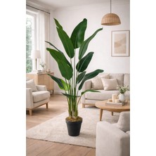 Maki Dekor Yapay Ağaç Islak Dokulu Starliçe Salon Bitkisi 15 Büyük Yapraklı 210 cm