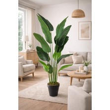 Maki Dekor Yapay Ağaç Islak Dokulu Starliçe Salon Bitkisi 13 Büyük Yapraklı 180 cm