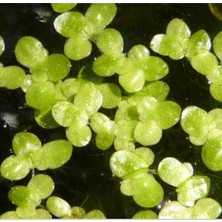 Derlifbeysu Yld Akvaryum Bitkisi Su Mercimeği 200ADET Civarı