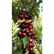 Oser Karışık Meyve Sirkesi