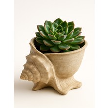Deniz Kabuğu Şeklinde Dekoratif Saksı (Succulent/kaktüs)