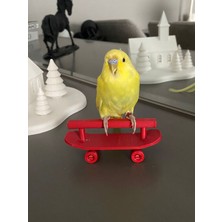 Muhabbet Kuşu ve Boyutlarındaki Kuşlar Için Kaykay Tünek