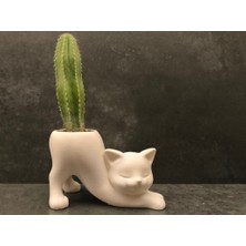 Antilop Dekoratif Kedi Figürlü Saksı – Minimal Masa Üstü Sukulent & Kaktüs Saksısı